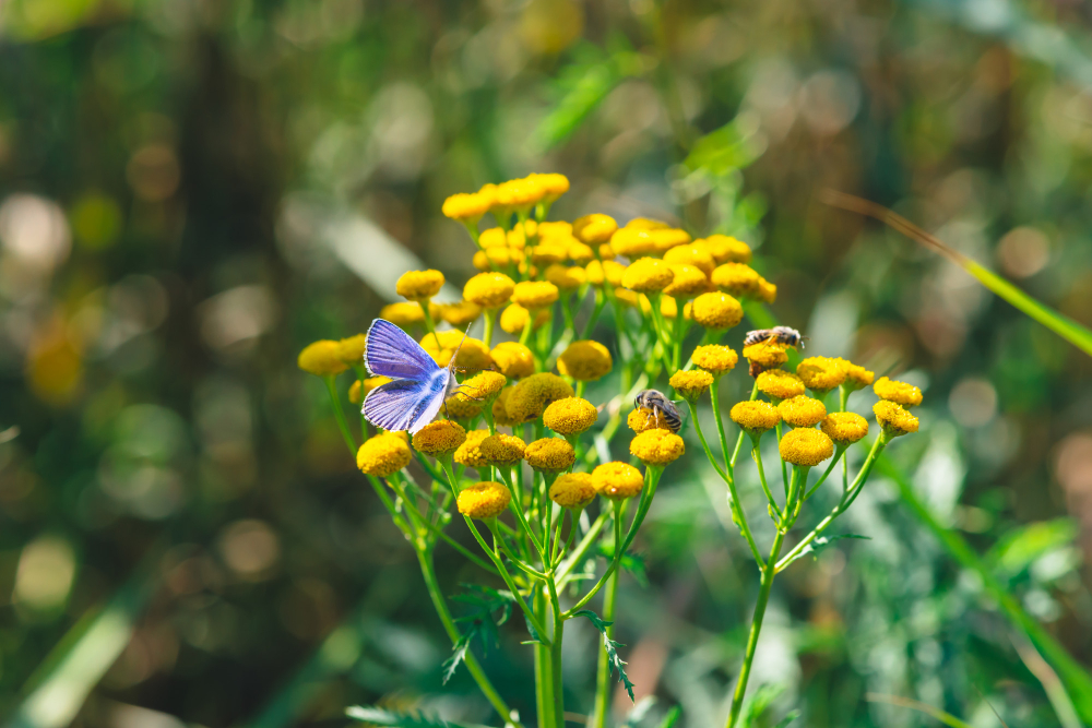Small Blue Butterfly Yellow Wild Flower With Copy Space Bokeh