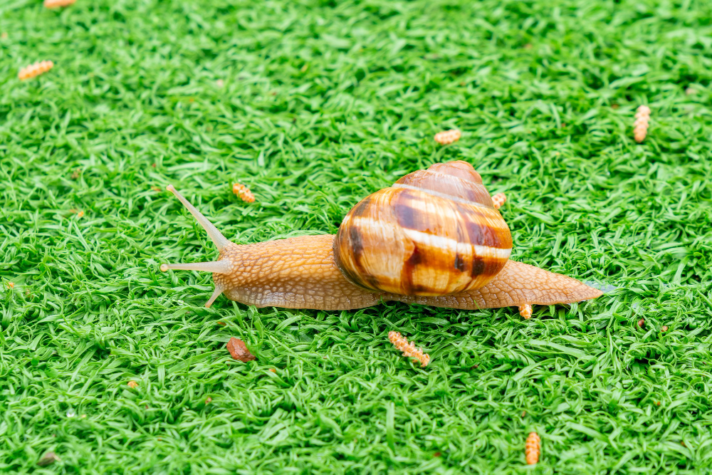 Snail Green Artificial Grass