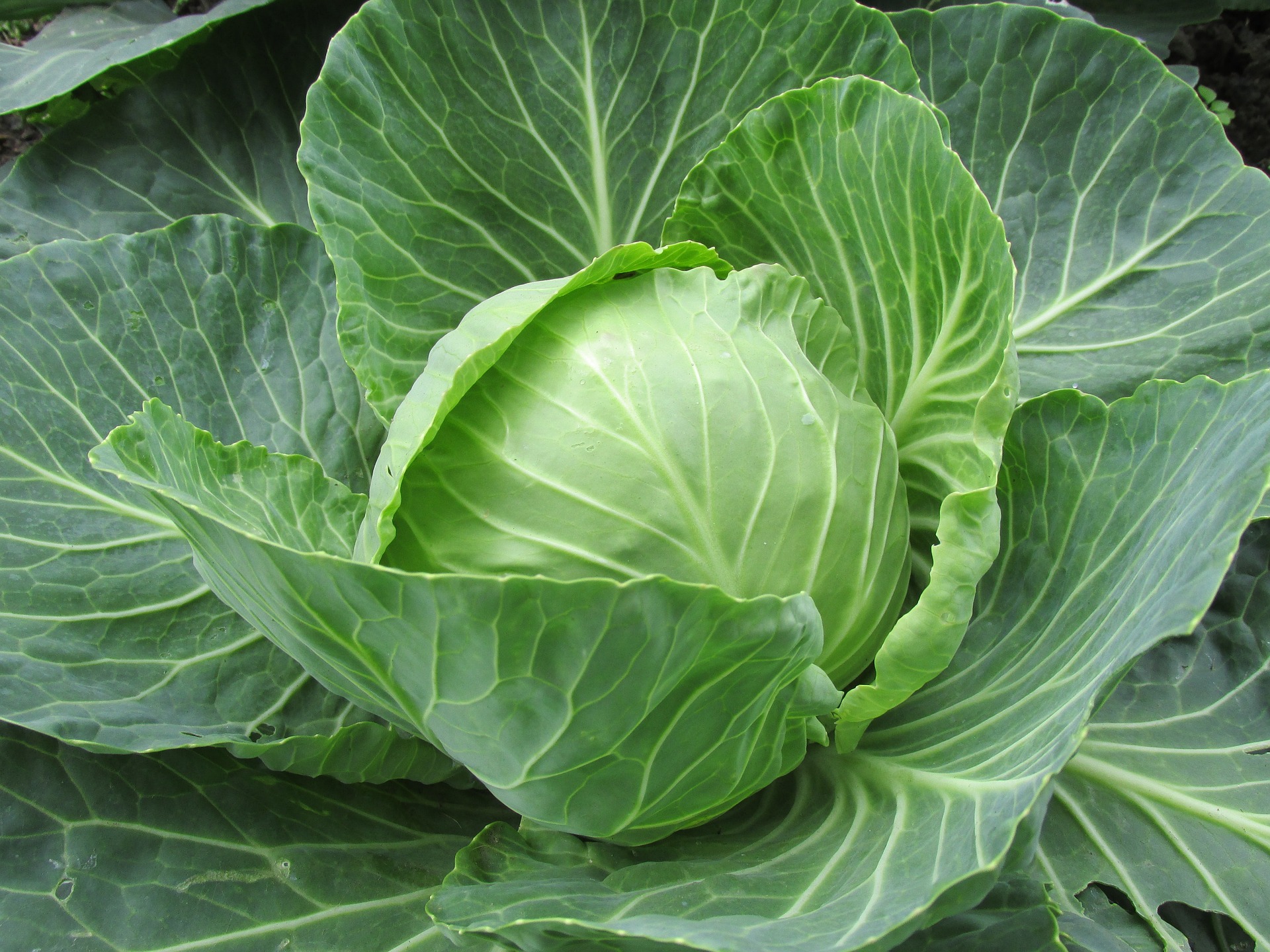 white-cabbage-2705228_1920[1]