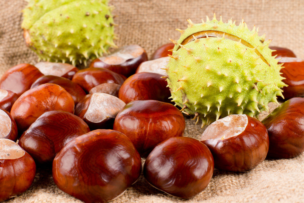 Close Up Group Fresh Raw Sweet Chestnuts