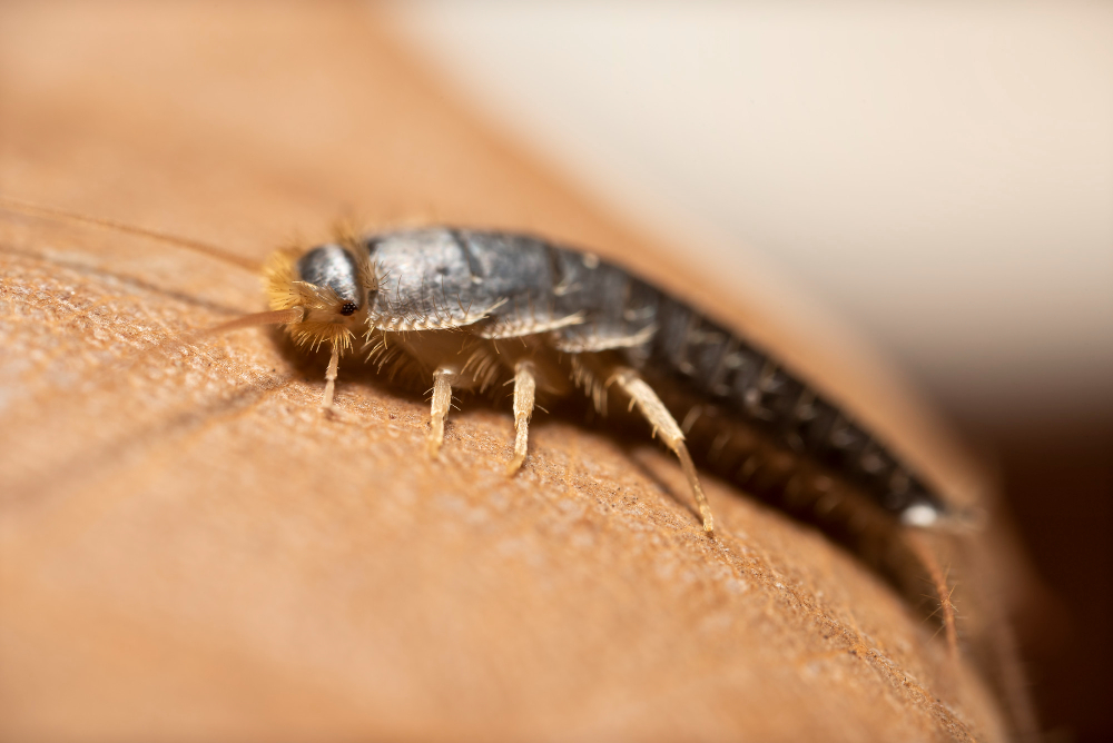 Silverfish Insect Macrophotography