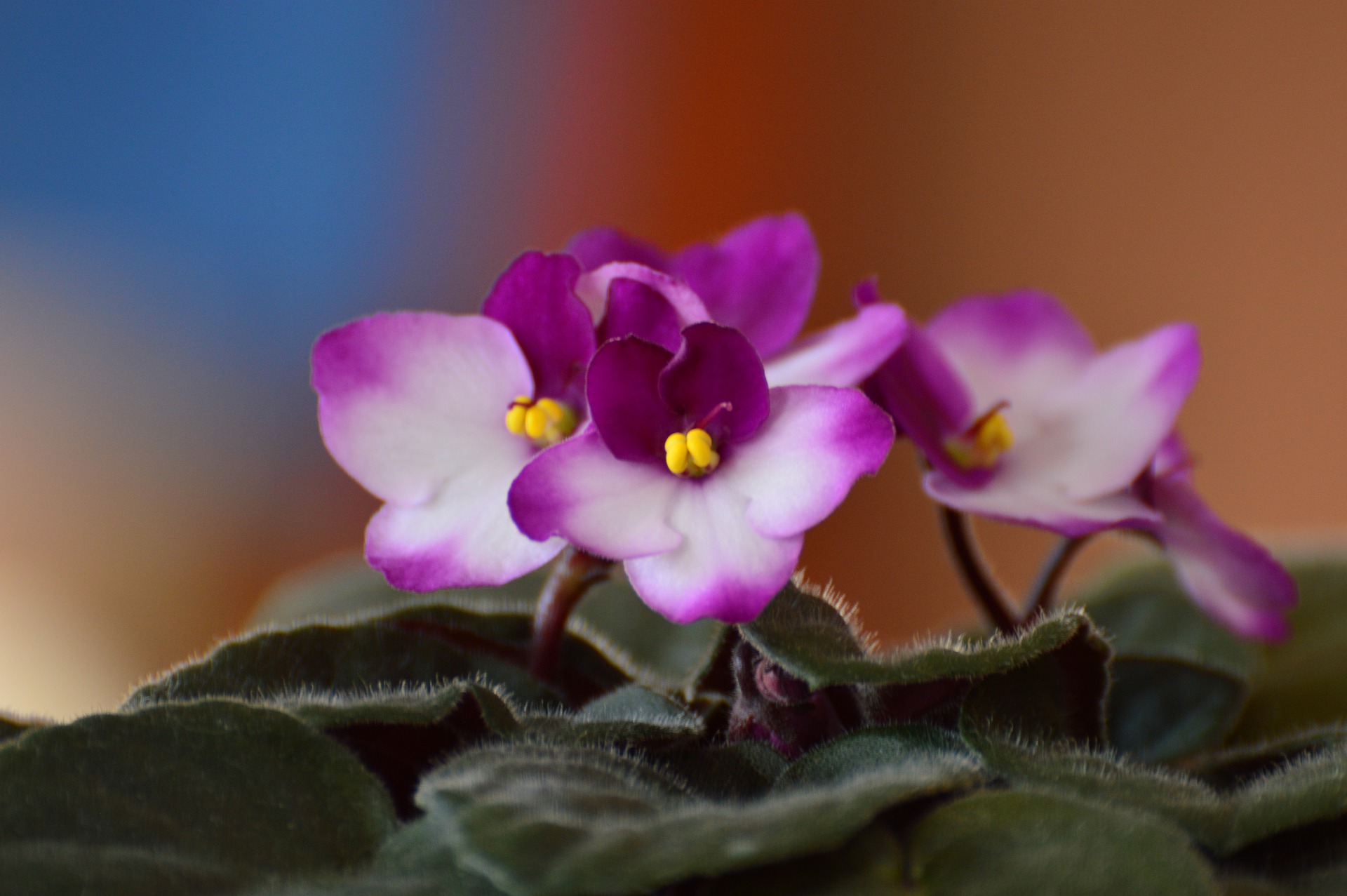 African Violet 4934767 1920