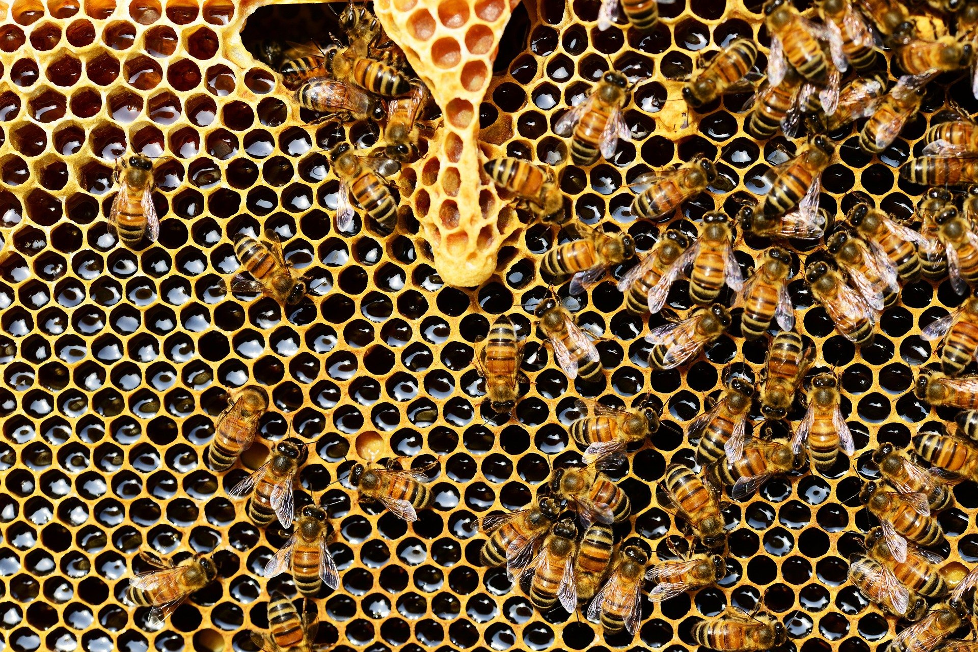 Honey Bees 337695 1920