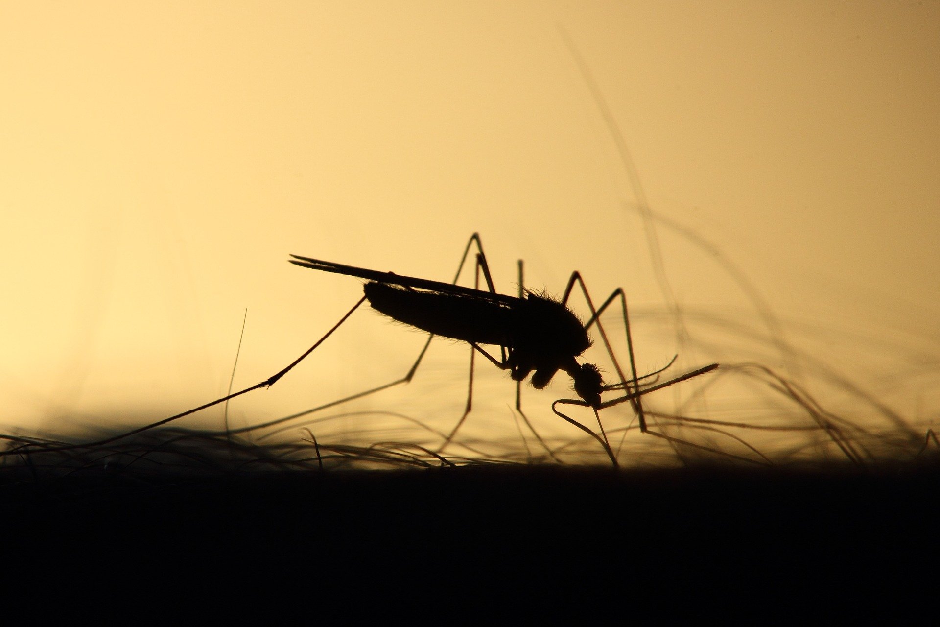 Mosquito 3860900 1920 (1)