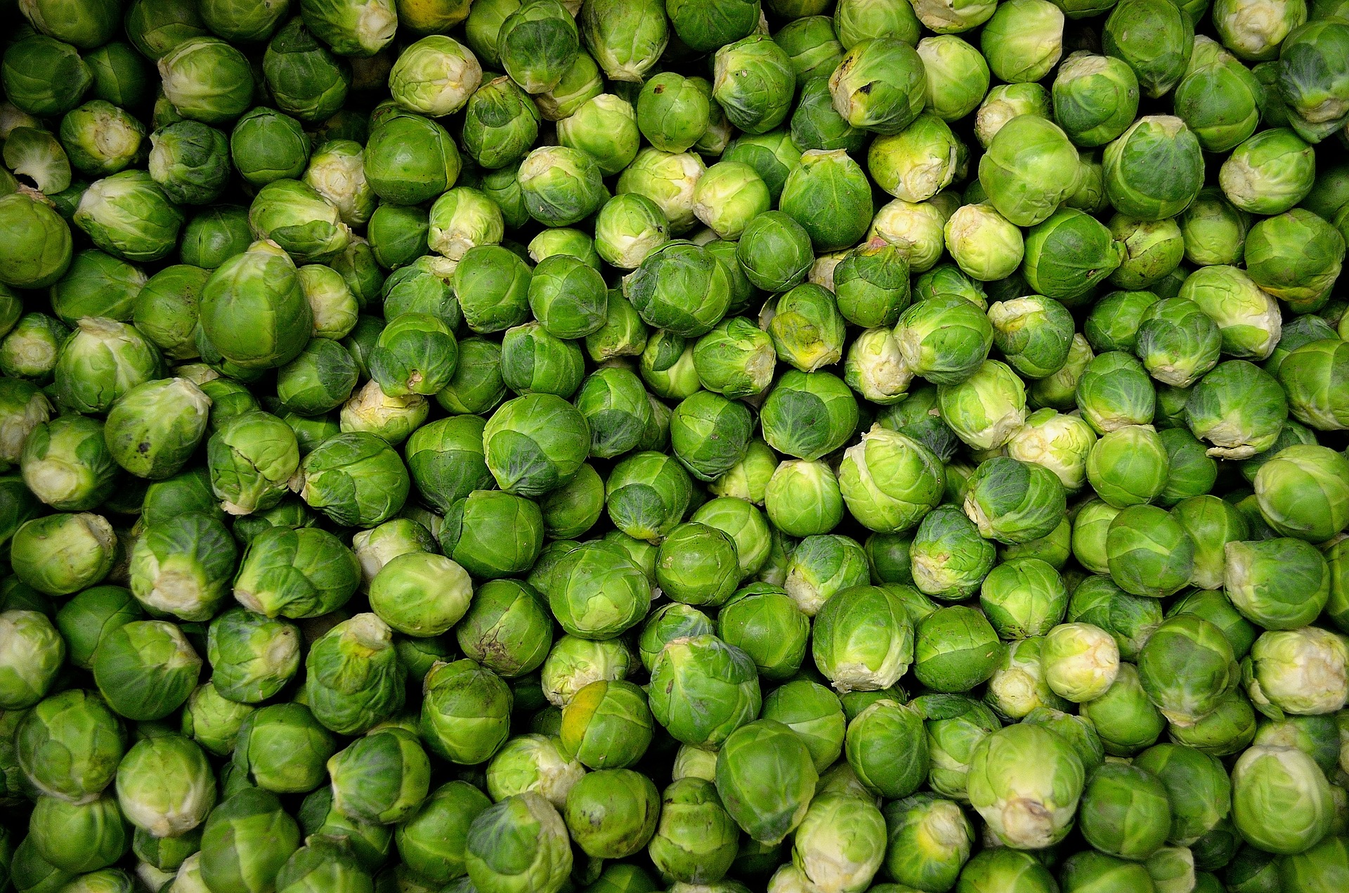 Brussels Sprouts 22009 1920