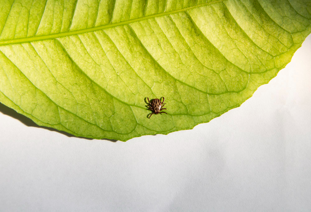 Infected Dangerous Biting Tick Green Leaf Carrier Infections Viruses Ixodus Ricinus