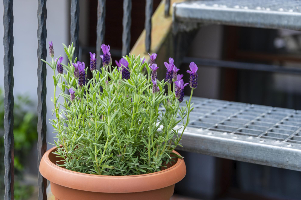 Lavender Growing Pot Stairs Urban Garden With Flowers Herbs Cooking