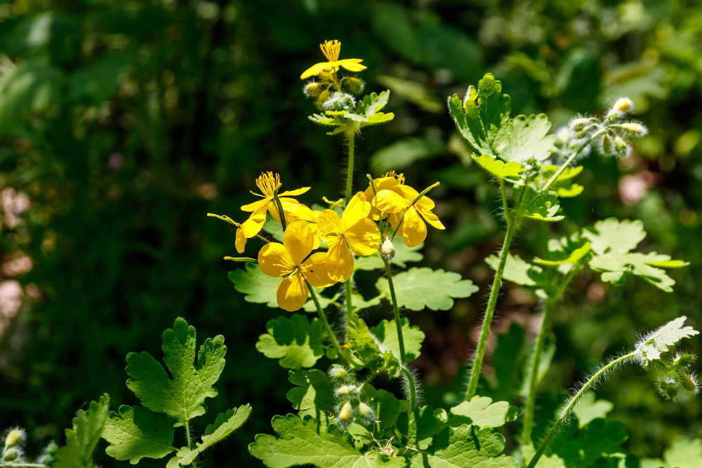 Flowers Yellow Celandine Forest Chelidonium Majus Commonly Known As Greater Celandine Nipplewort Swallowwort Tetterwort