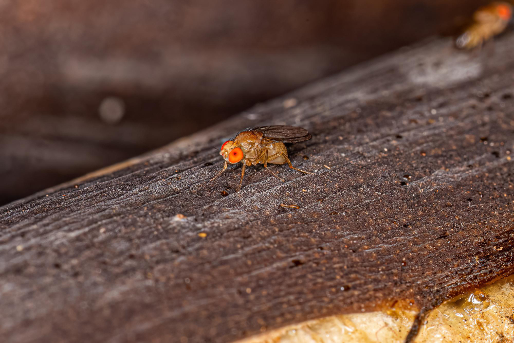 Adult Small Fruit Fly