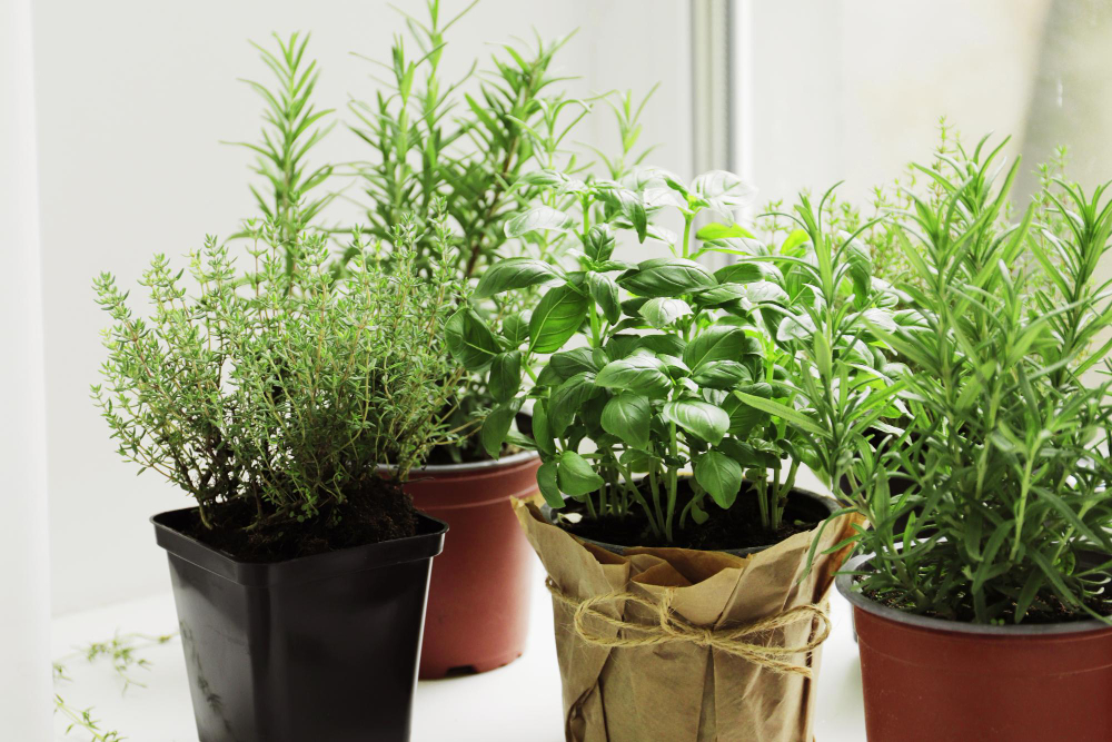 fresh-herbs-garden-pots-windowsill