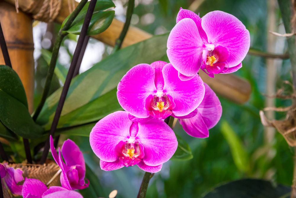 orchid-flower-pink-phalaenopsis-tropical-floral-background
