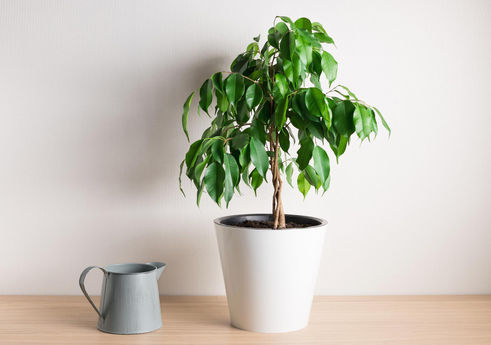 Houseplant Ficus With Braided Stem Metal Watering Can