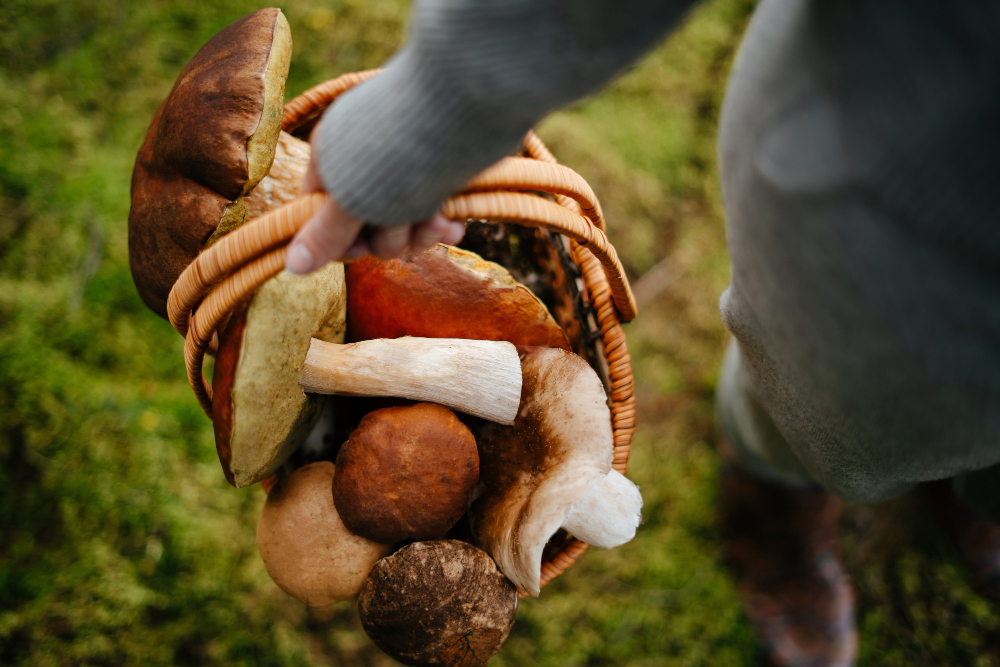 woman-holds-basket-fresh-mushrooms-forest-harvesting-edible-boletus-copy-space