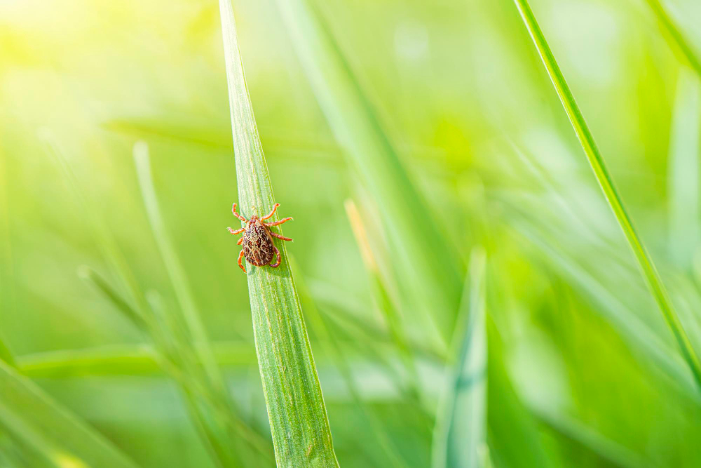 Small Brown Tick Sits Grass Bright Summer Sun During Day Dangerous Bloodsucking Arthropod Animal Transfers Viruses Diseases
