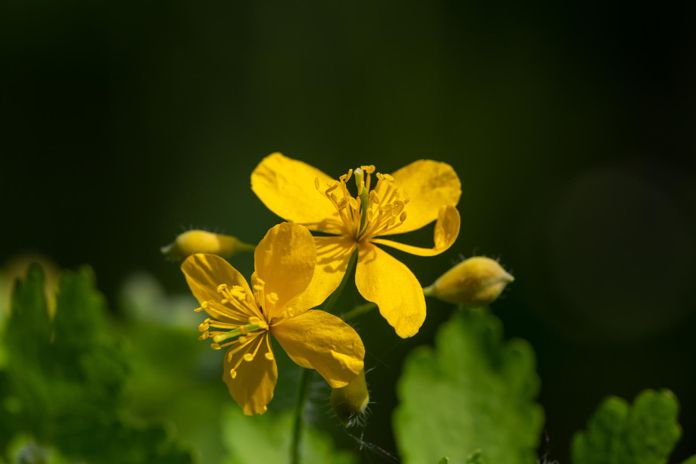 Blooming Small Yellow Chelidonium Flower Green Background Sunny Day Macro Photography