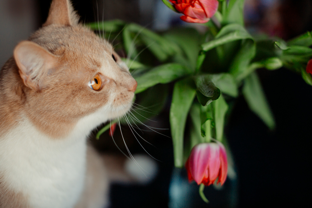 Red Tulip Touches Nose Fluffy Cat