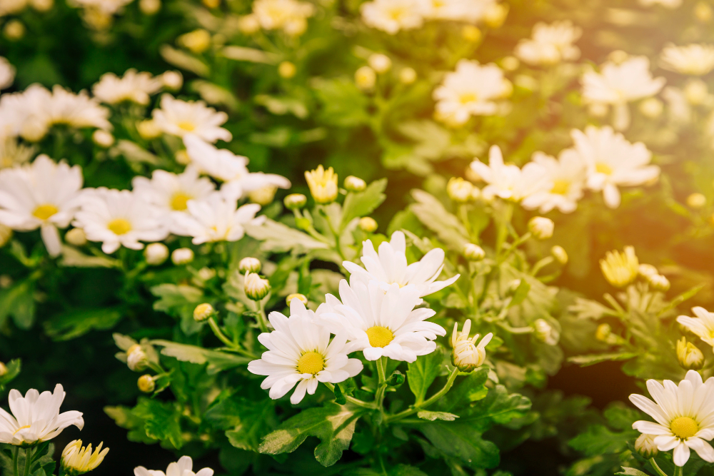 fresh-floral-background-white-chrysanthemum-flowers