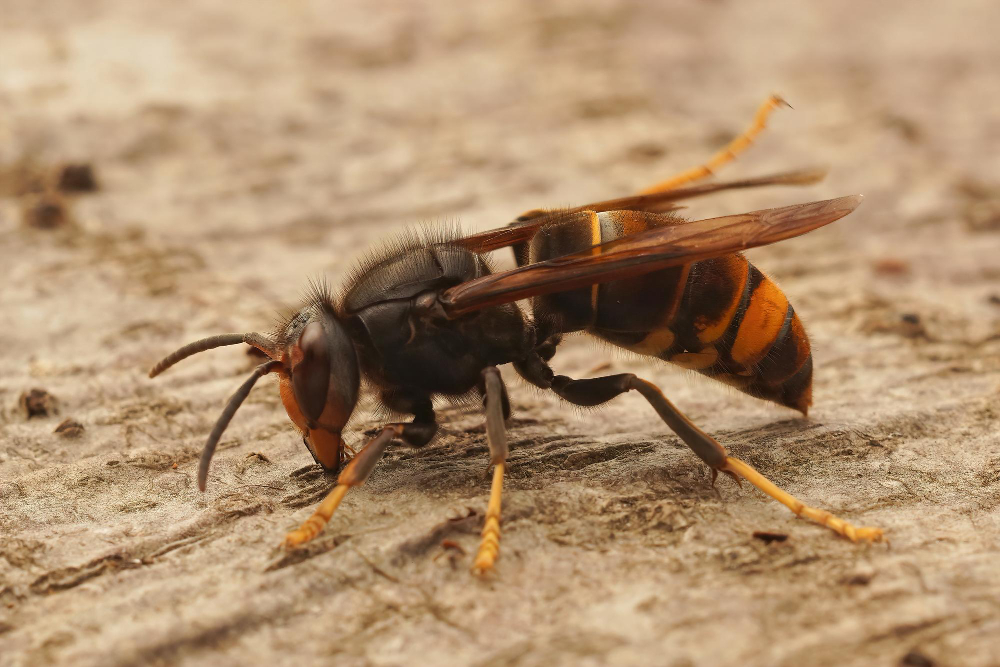 closeup-asian-yellow-legged-hornet-wasp-vespa-velutina