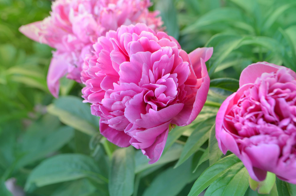 pink-peony-with-green-leaves-blurry-bokeh-background-landscape-with-peonies-field-peonies-field-spring