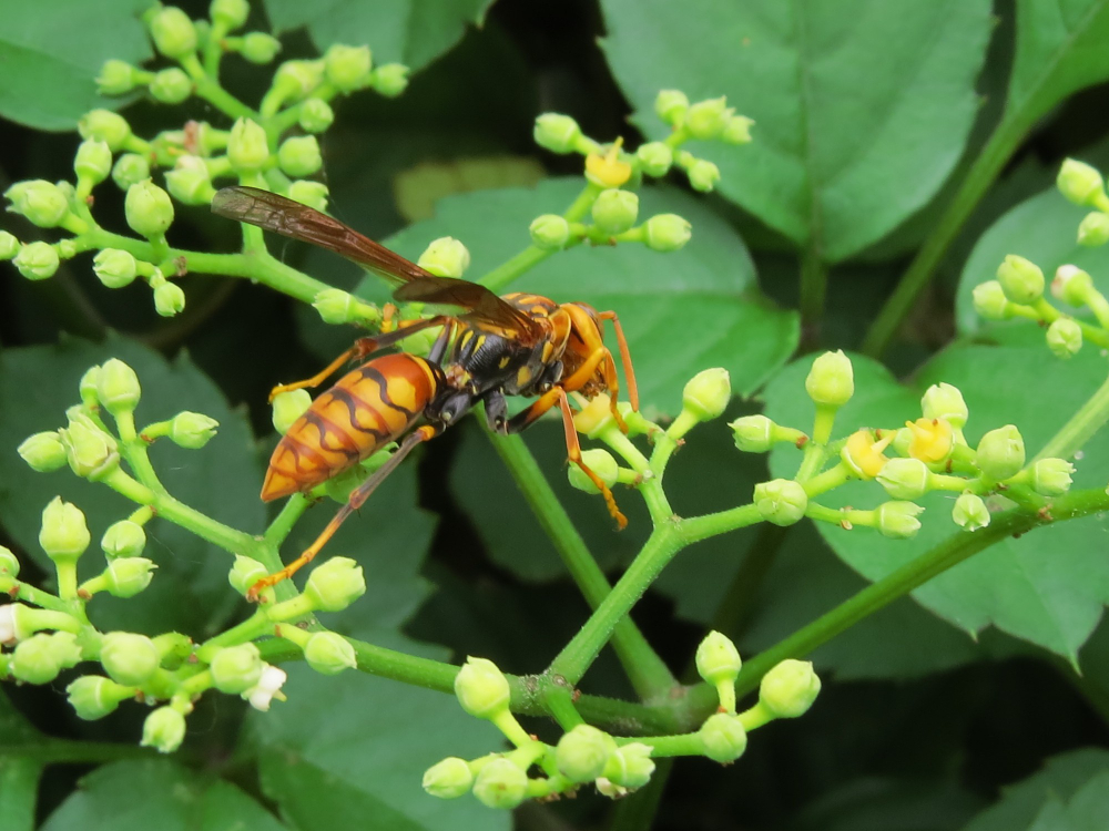 Macro Closeup Shot Hornet Leaf Buds