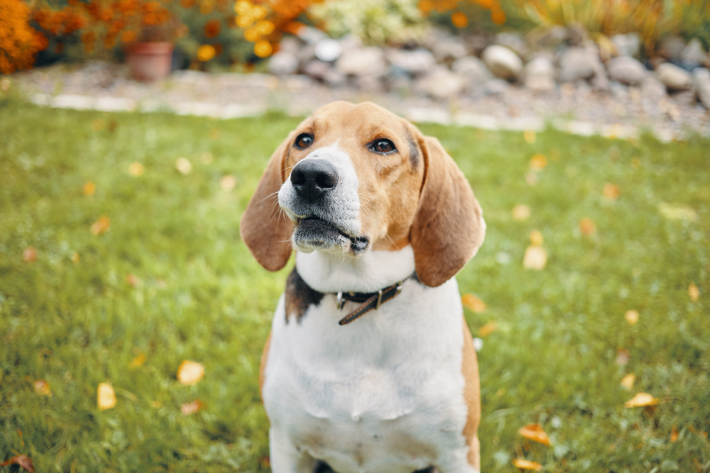 outdoor-portrait-sweet-beagle-dog-with-smart-brown-eyes-sitting-grass-countryside-with-flowers