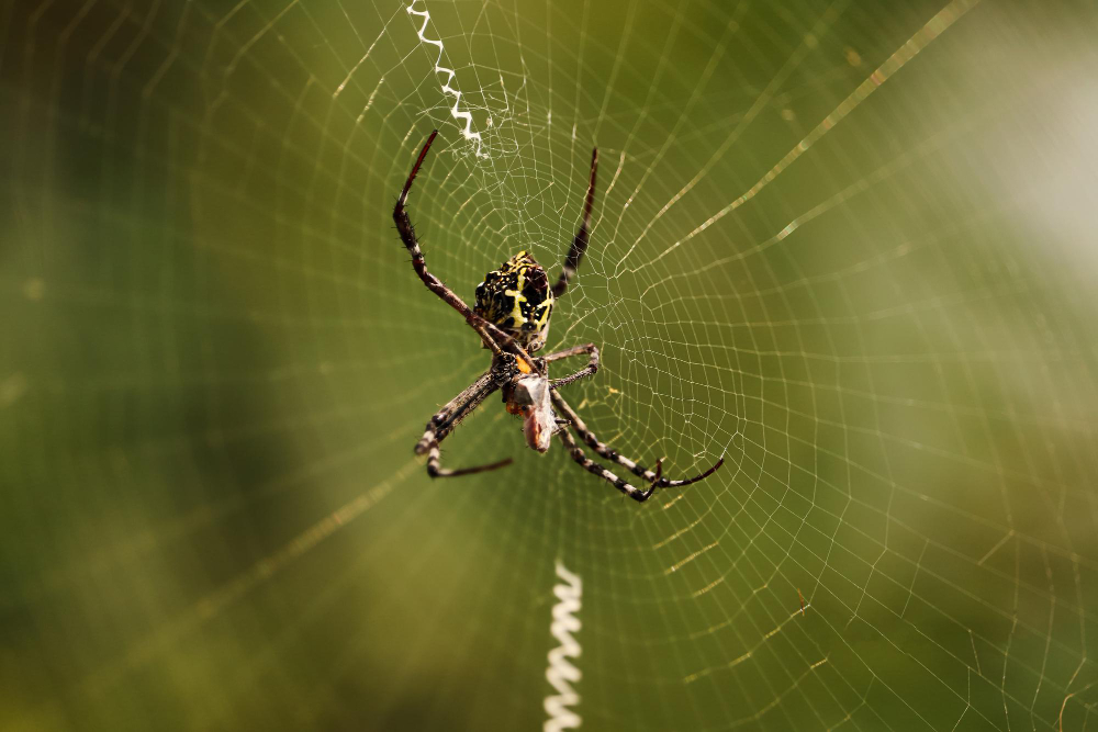soft-focus-spider-waiting-center-its-web
