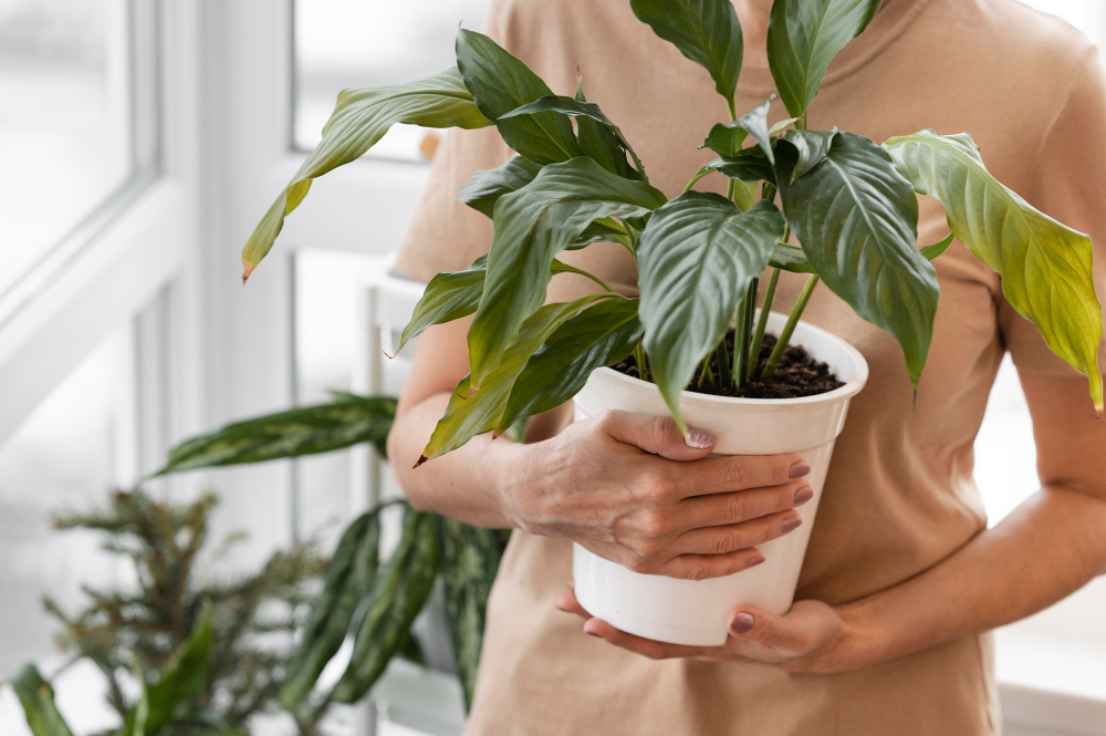 front-view-woman-holding-pot-indoor-plant