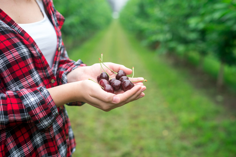 Farmer Holding Cherry Fruit His Hands Orchard