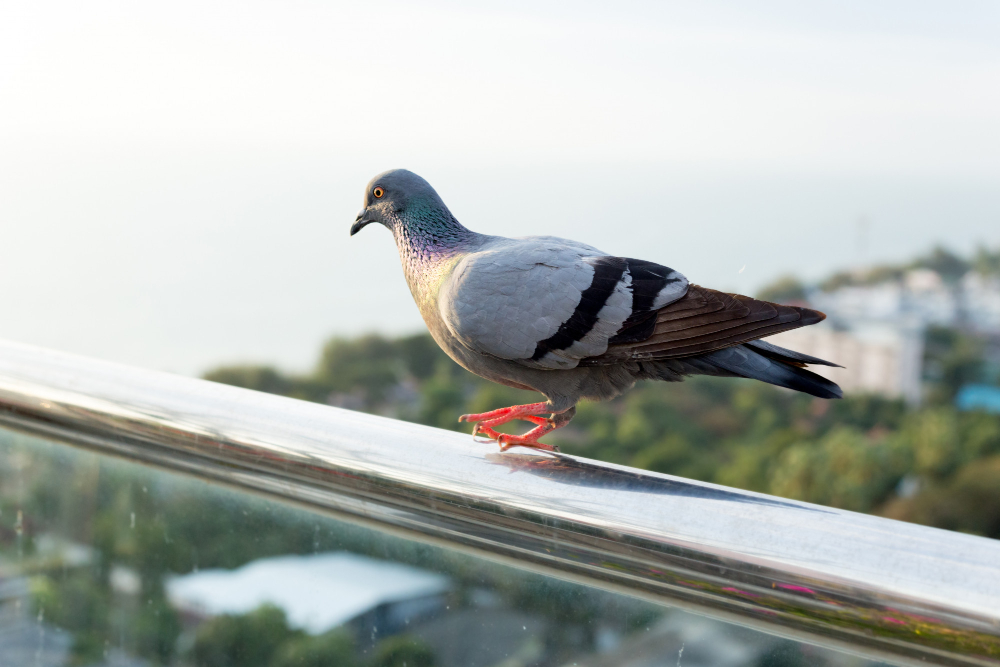 pigeon-perched-stainless-steel-pole