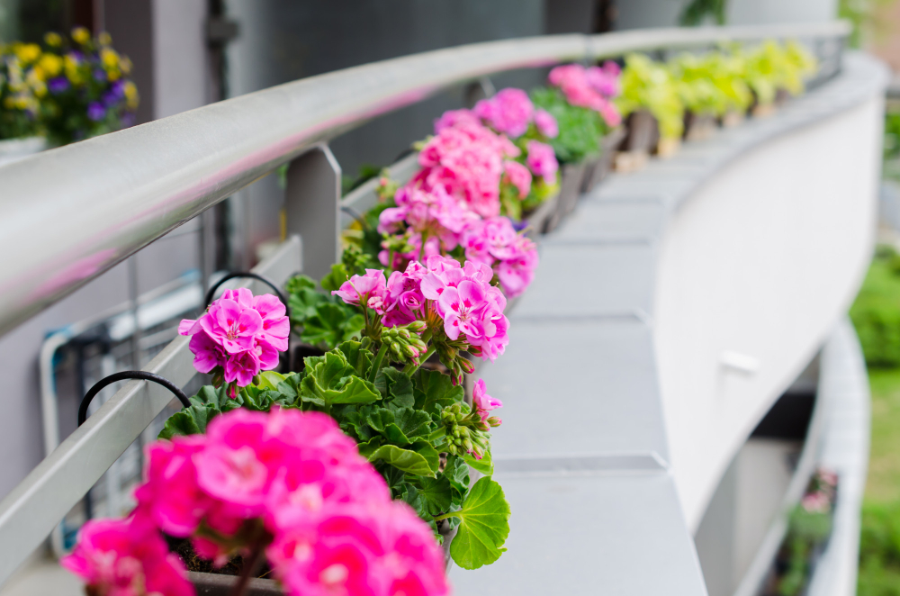 flower-pots-with-beautiful-blooming-geranium-along-balcony-railing