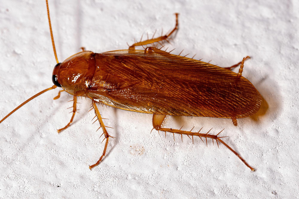 adult-wood-cockroach