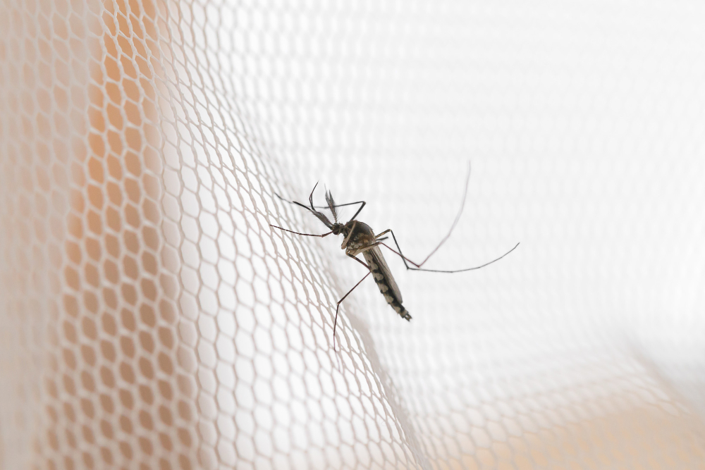 mosquito-white-mosquito-wire-mesh-net-mosquito-disease-is-carrier-malaria (1)