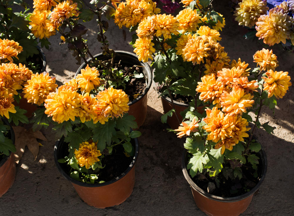 flower-pots-with-beautiful-flowers-it