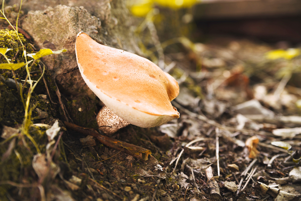 mushroom-with-orange-flat-cap-forest