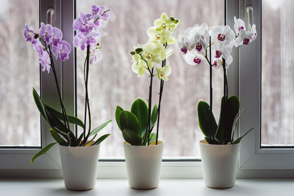 Moth Orchids Windowsill Growing Phalaenopsis Orchids Home Flowering Houseplants Care