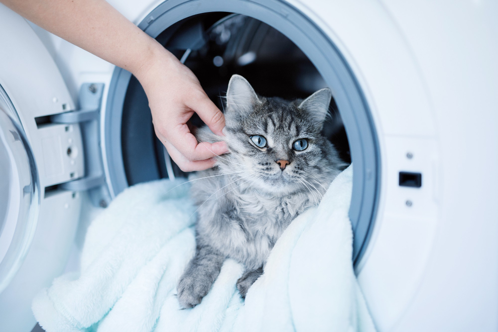 cute-fluffy-cat-lying-inside-laundry-washer