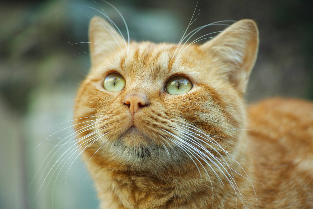 ginger-cat