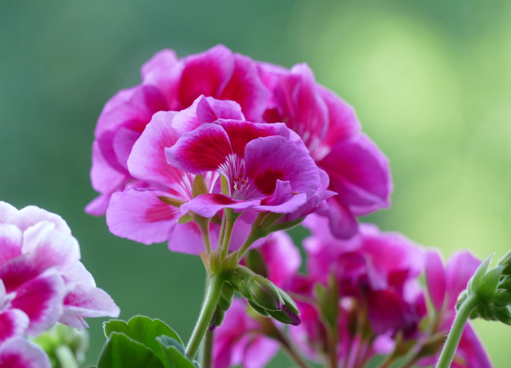 Pink Pelargonium Flower Green Background