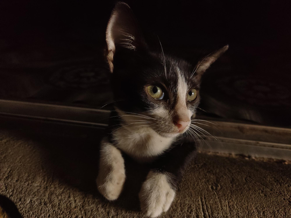 black-white-cat-is-sitting-carpet