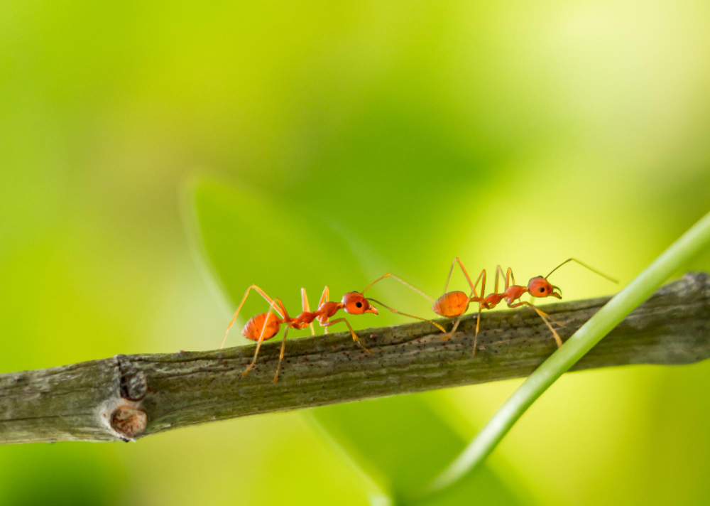 colony-ants-who-are-helping-build-nest-ants-close-up