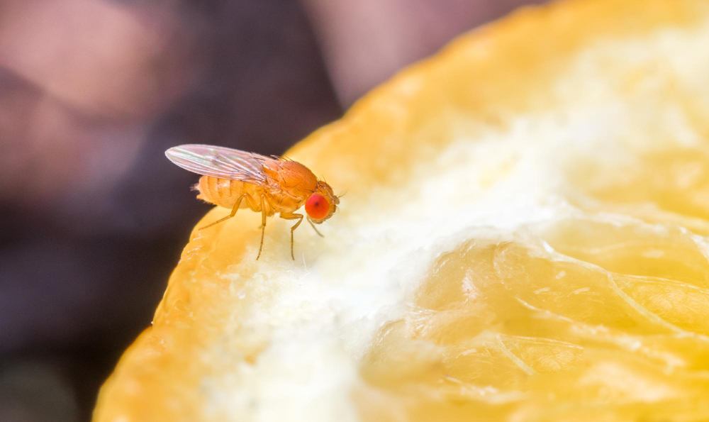 Closeup Shot Drosophila Slice Orange