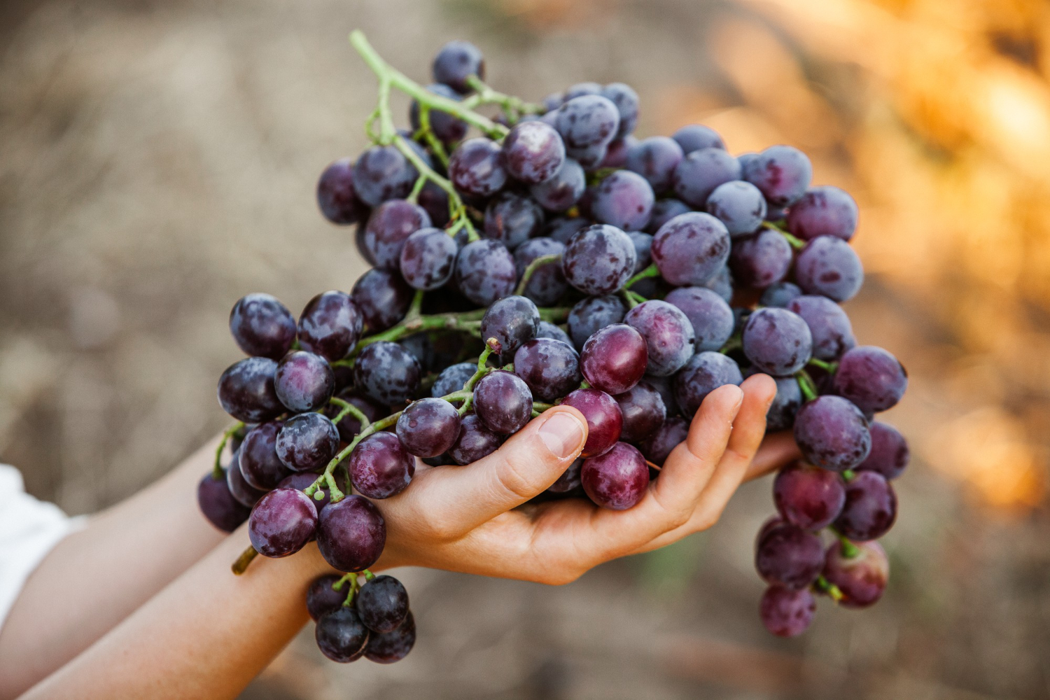 Black Grapes Basket Red Wine Grapes French Vineyard