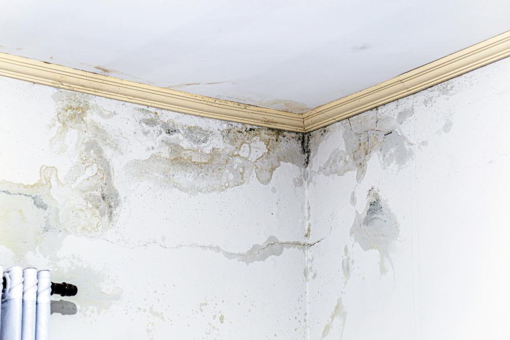 wall-damp-from-excessive-rain-problems-infiltration-mold-wall-house