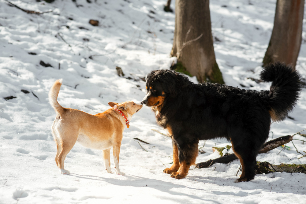 Bernese Mountain Dog Plays With Red Dog Snow Park