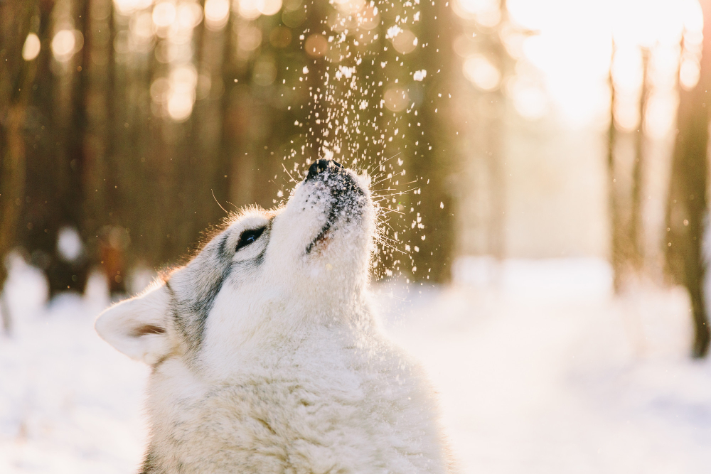 Husky Dog Snowy Field Winter Forest Pedigree Dog Playing With Snowflakes Sunset