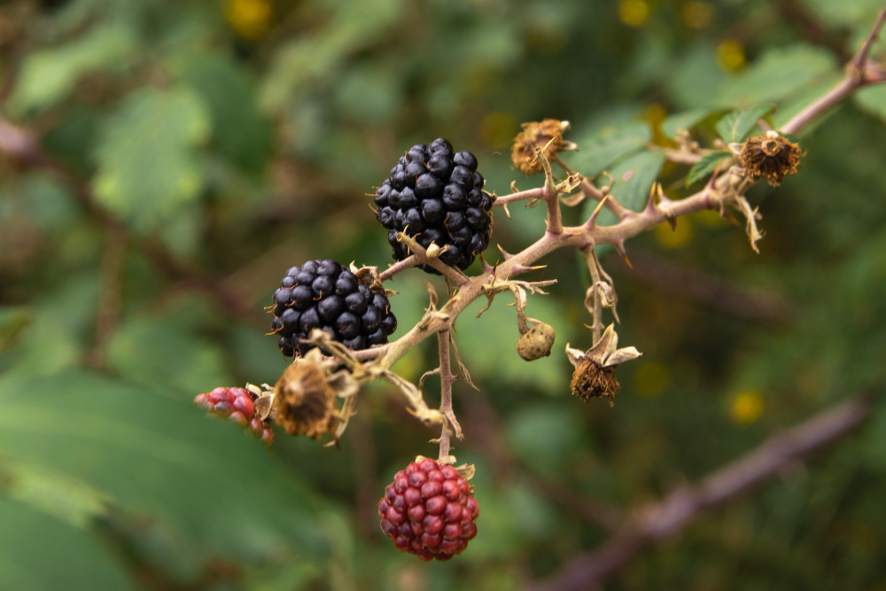 Juicy Blackberries Growing Branches