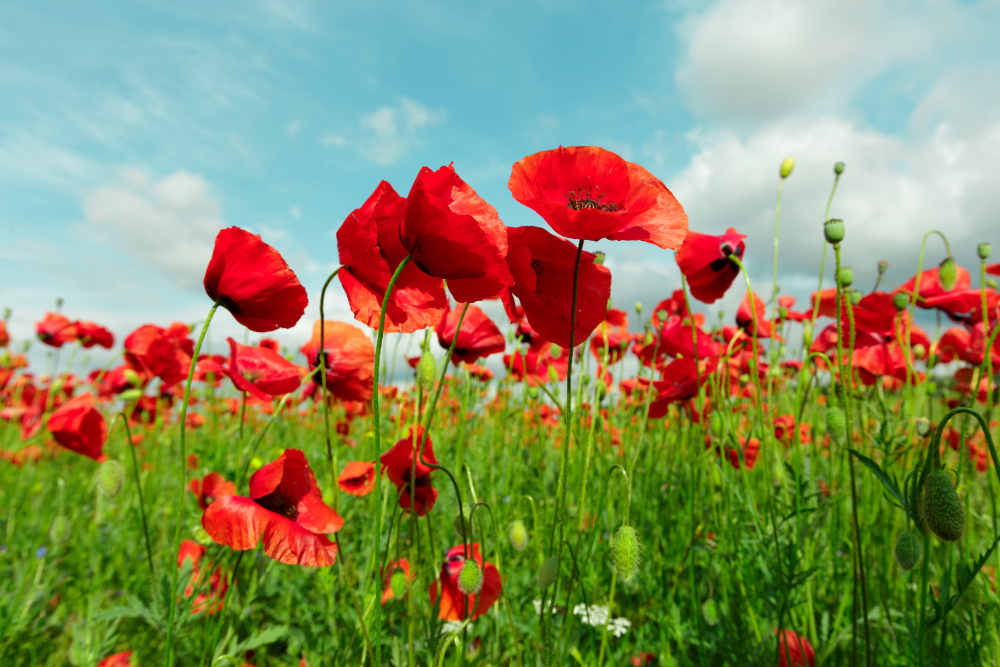 Red Poppy Flowers Field