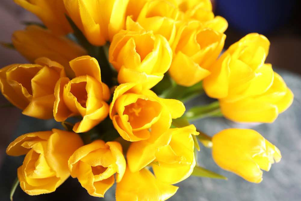bouquet-fresh-yellow-tulips-vase-table-near-window