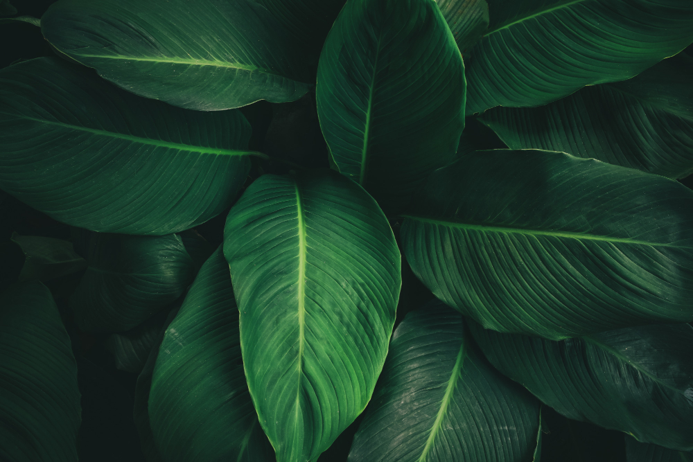 Large Foliage Tropical Leaf With Dark Green Texture